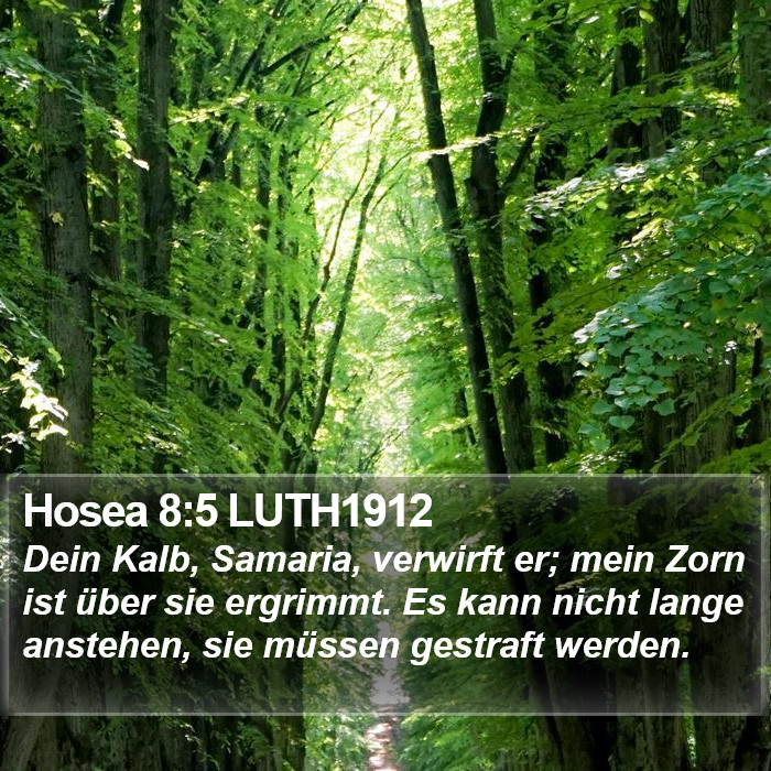 Hosea 8:5 LUTH1912 Bible Study