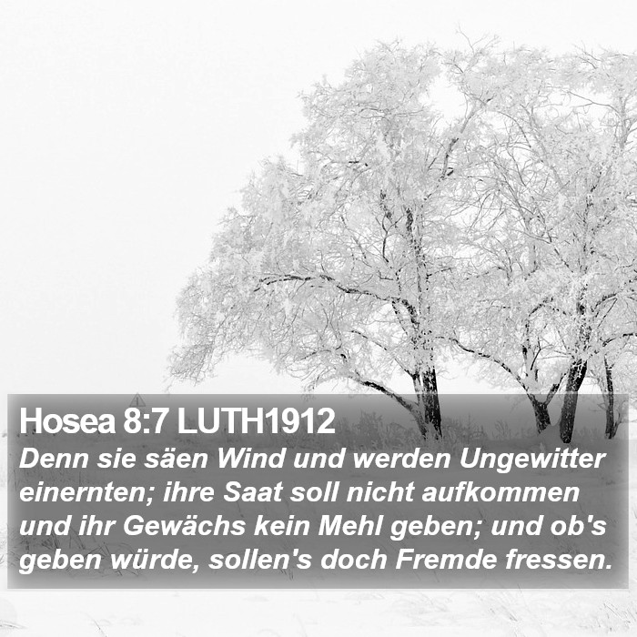 Hosea 8:7 LUTH1912 Bible Study