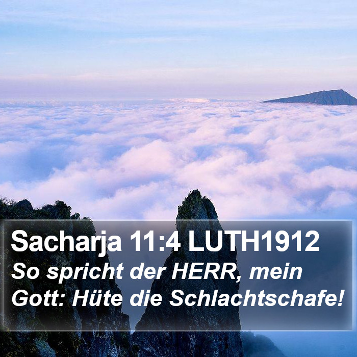 Sacharja 11:4 LUTH1912 Bible Study