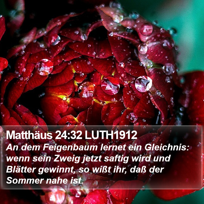 Matthäus 24:32 LUTH1912 Bible Study