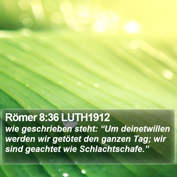 Römer 8:36 LUTH1912 Bible Study