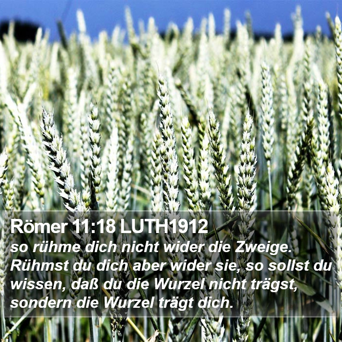Römer 11:18 LUTH1912 Bible Study