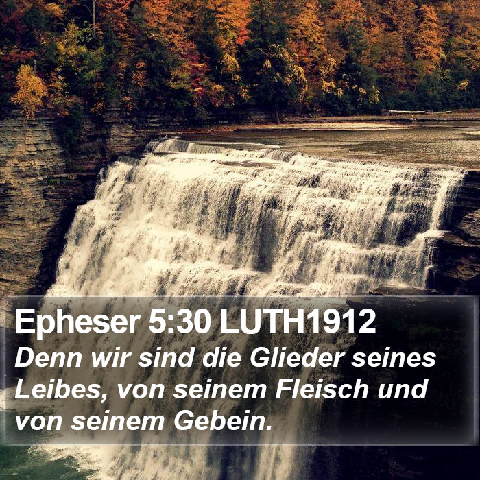 Epheser 5:30 LUTH1912 Bible Study